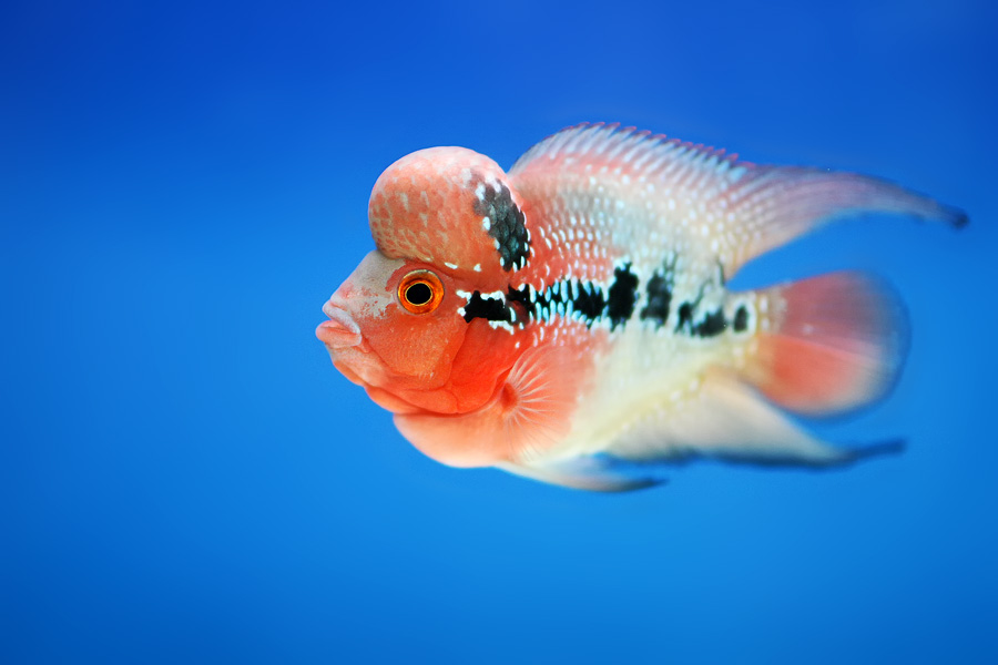 Photographer - Luohan and Discuss Fish
