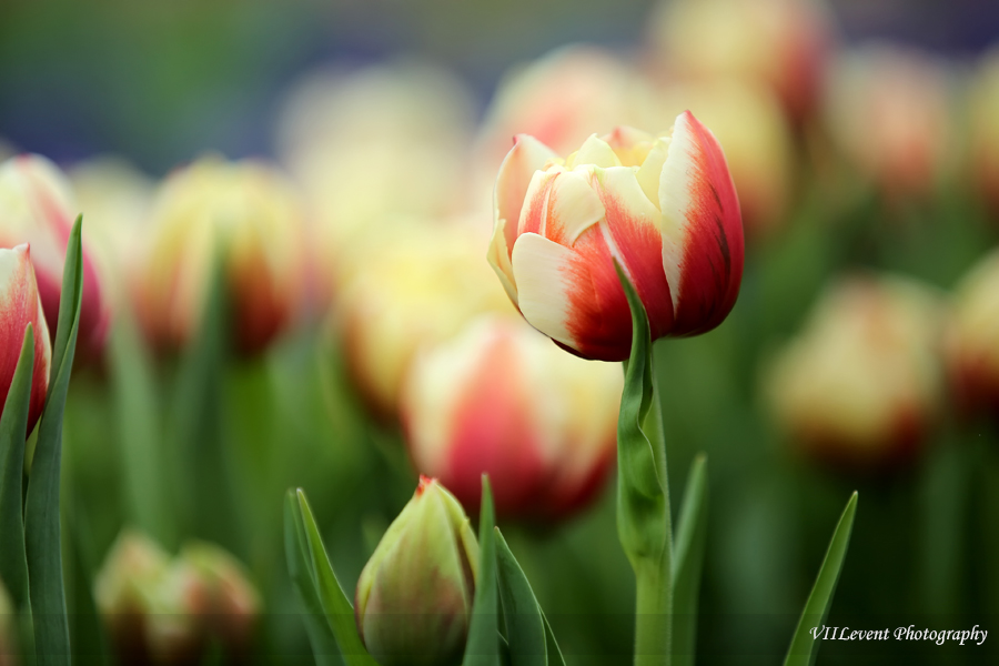 Tulip2014_5913
