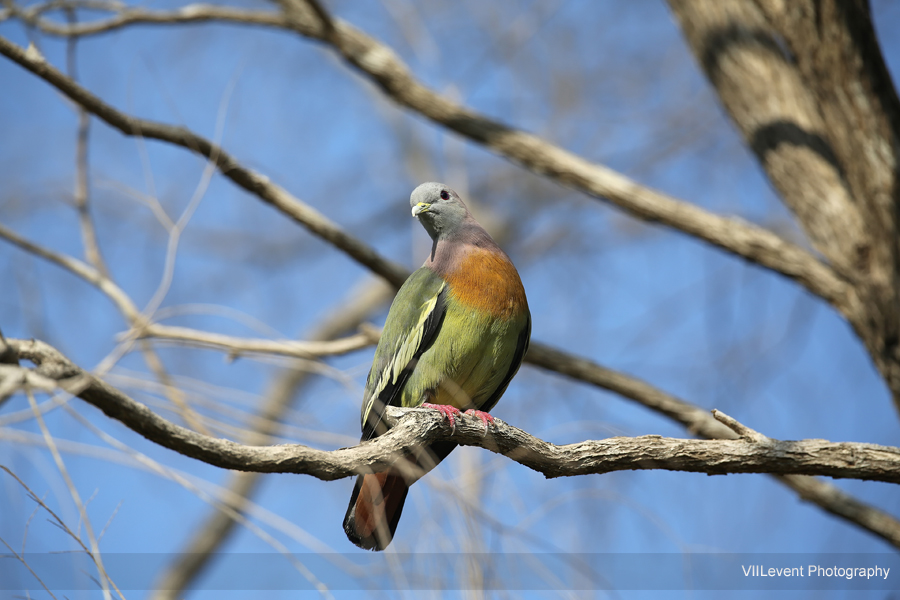 EastGarden_Bird_Pink-NeckedGreenPigeon GBTB20150228_0222