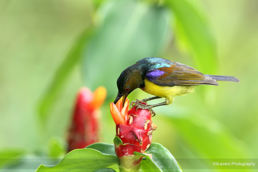 KingfisherLake_BrownThroatedSunbird GBTB20150221_0120