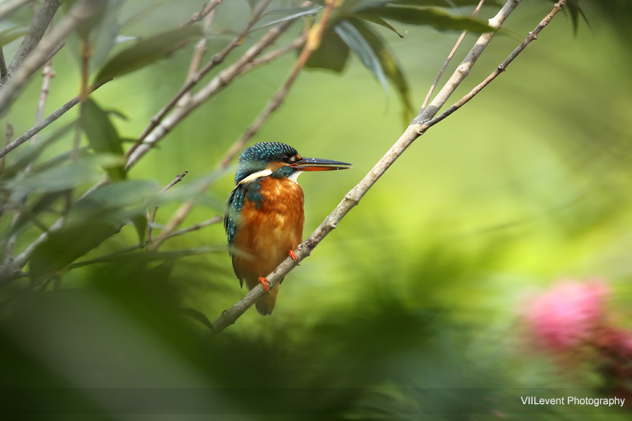 SatayByTheBayLake_Bird_Common_Kingfisher GBTB20150222_1505