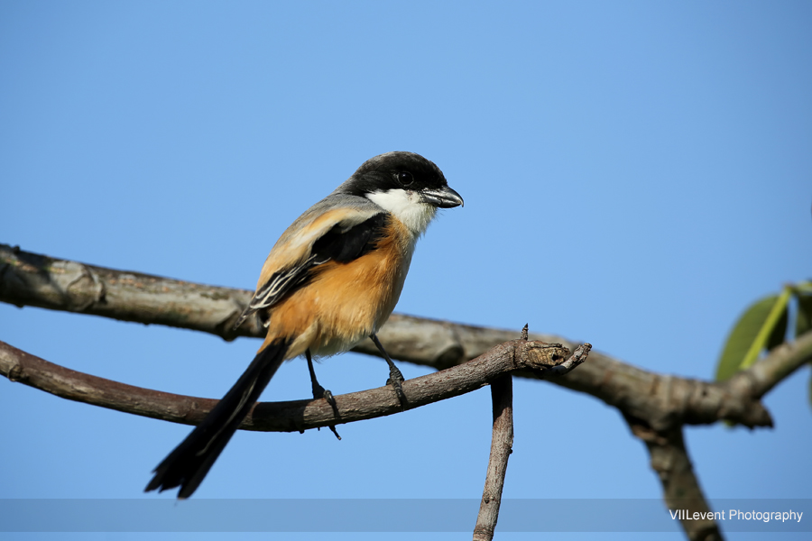 TheEarth_Bird_Long-tailed_Shrike GBTB20150222_0214