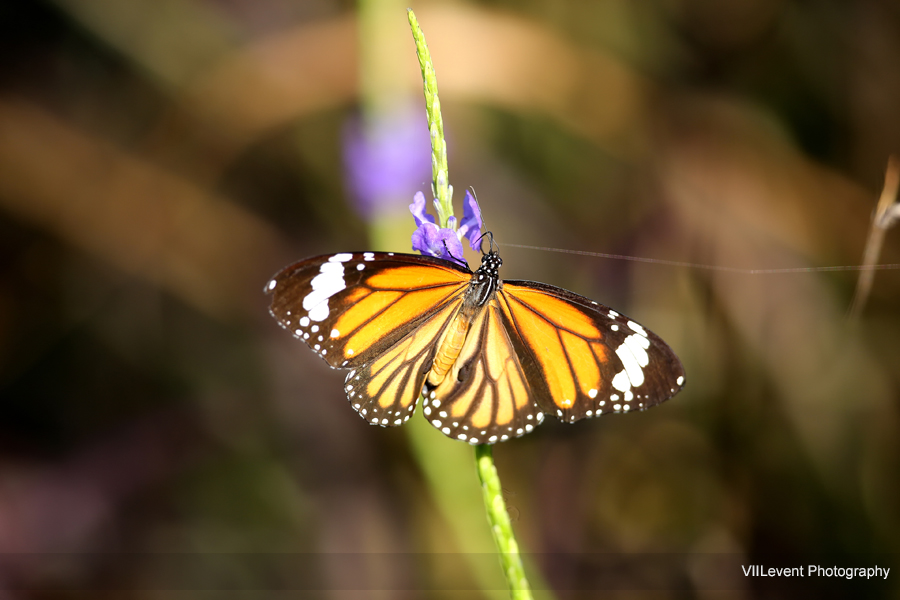 TheEarth_Butterfly_Common_Tiger GBTB20150222_0385