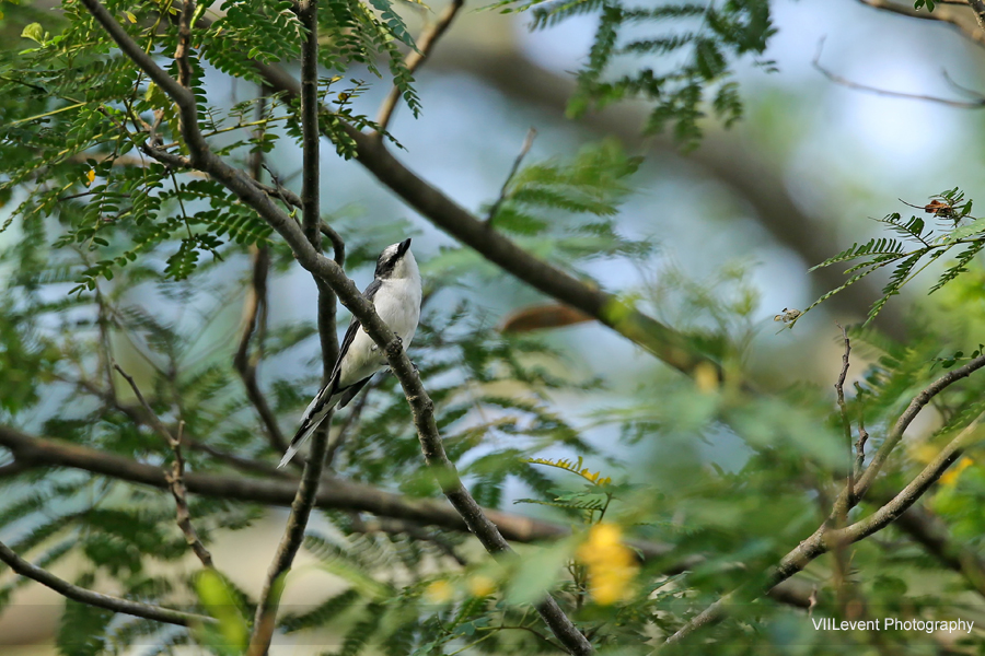 KranjiMarshes_0192