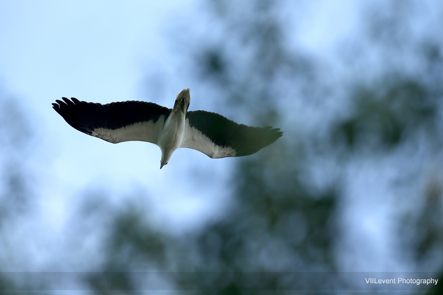 KranjiMarshes_0658