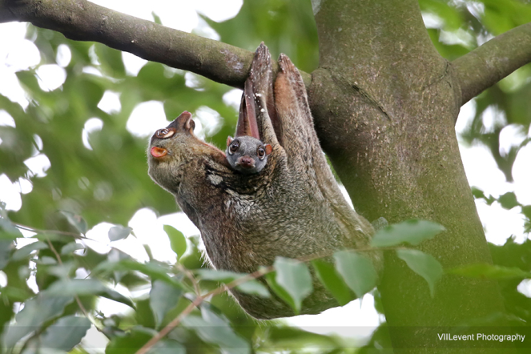 Photographer - Bukit Timah Nature Reserve