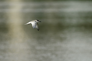 Free as Bird