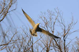 I wish I can Fly