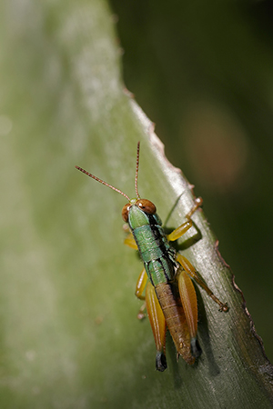 Colourful Grasshopper