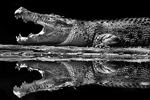 Mirror Crocodile