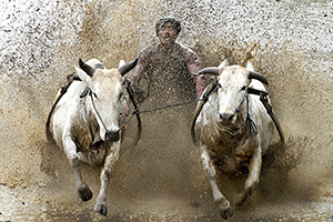 Cow Race